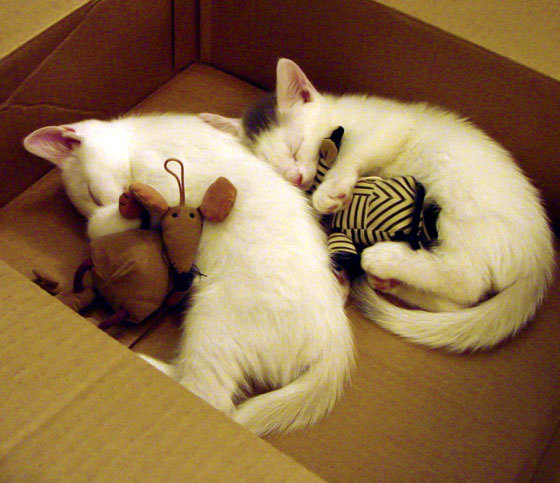 DOTA2 Major:LGD能否重返巅峰,Liquid能否延续传奇?,lgd dota1