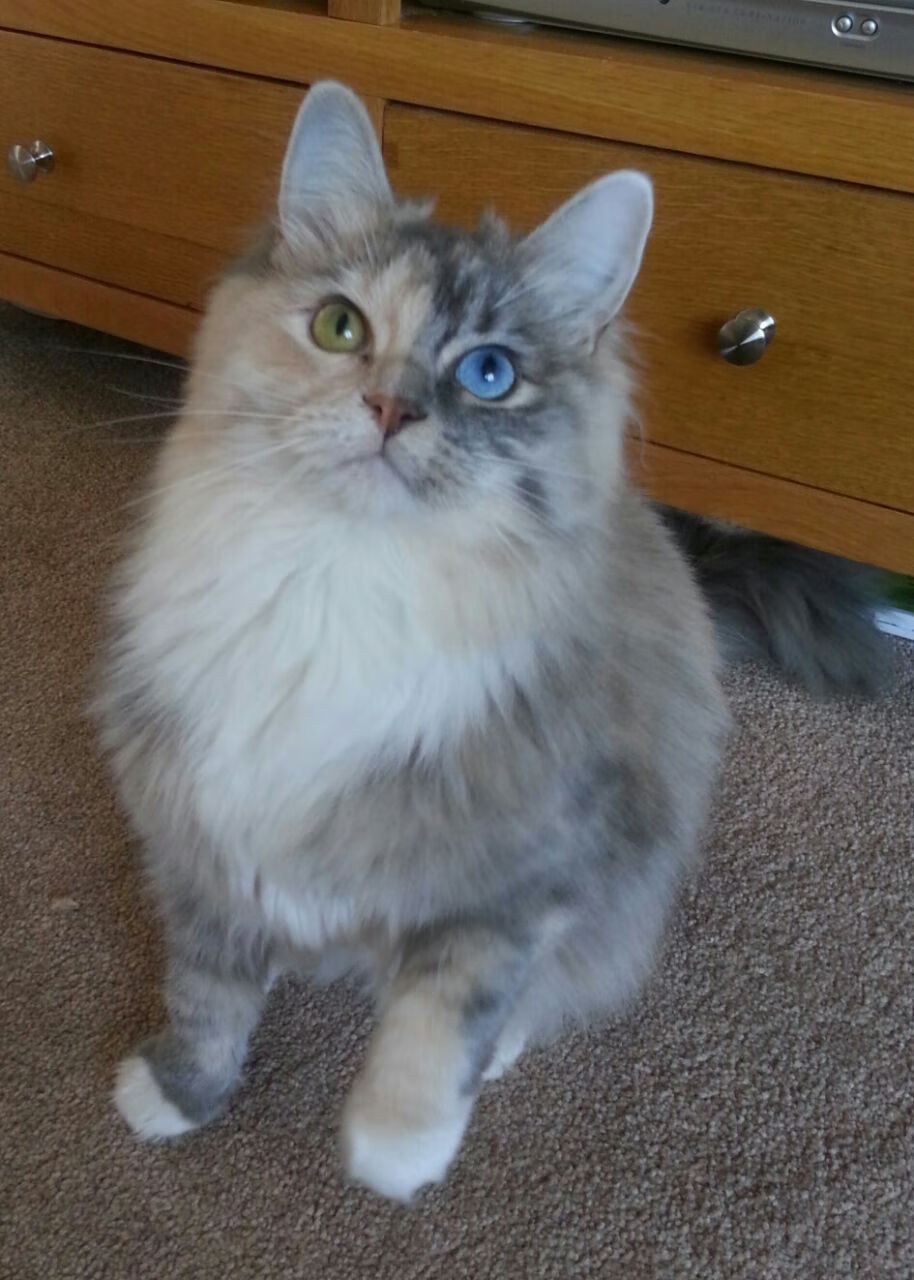 APEX英雄 线上赛事观赛人数创新高,apex一场比赛大概需要多少时间