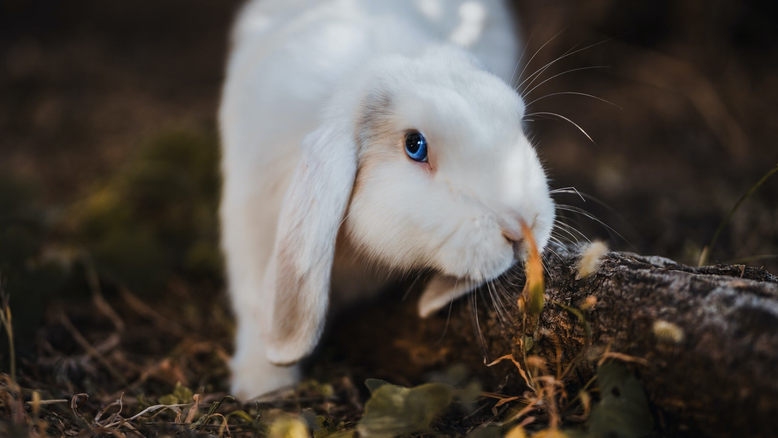 开云网页版登录入口-_国际动作足球：空中技巧引爆全场_，足球空中停球教学视频