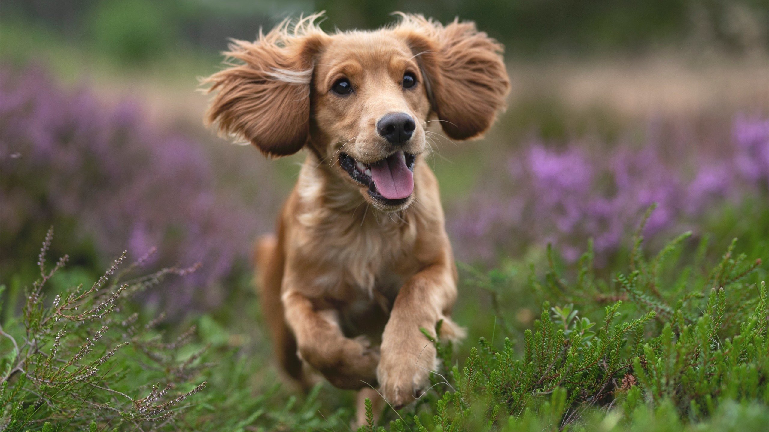 开云kaiyun-_魔术队迎来连续获胜，信心爆棚_，魔术队2020