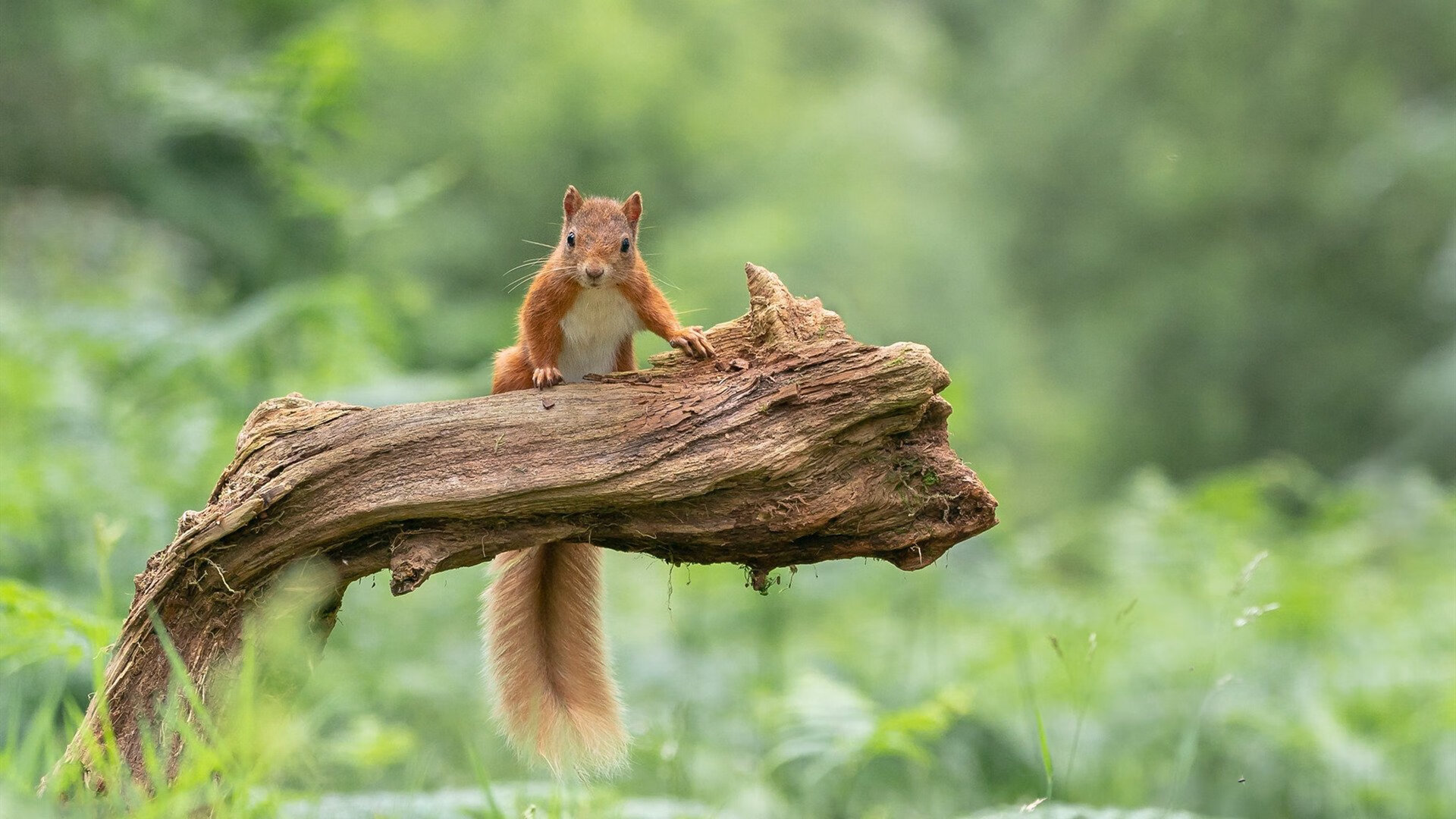 开云官网-《Valorant独步天下，冠军争夺战高潮迭起》，独步天下晋江文学城