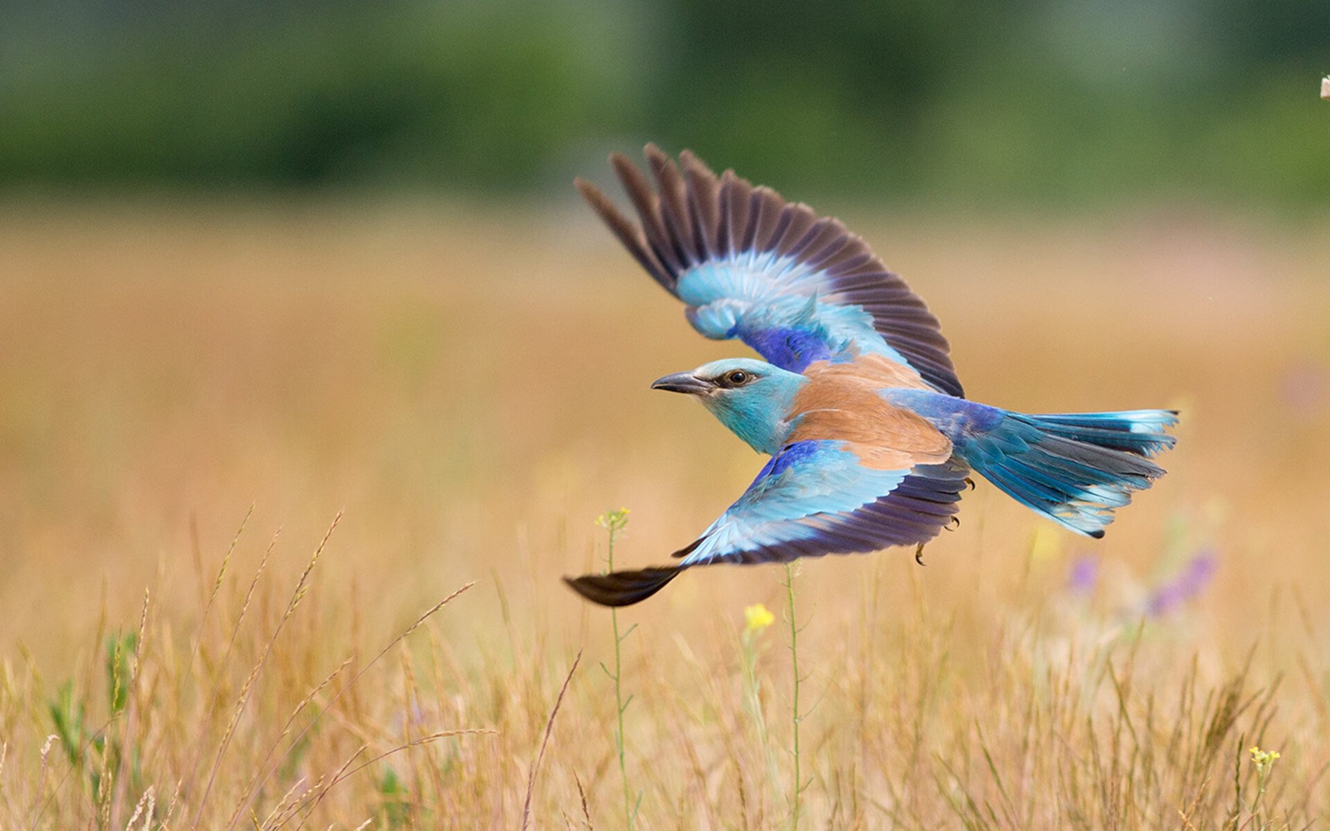开云网页版登录入口-塞内加尔队在巴黎奥运会比赛中展现出高效的传球配合，塞内加尔足球运动员