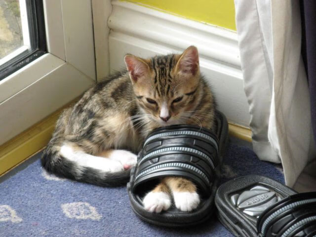 开云入口-未来“欧洲之星”震撼亮相：下一个巨星是你吗？，欧洲之星经过哪些国家