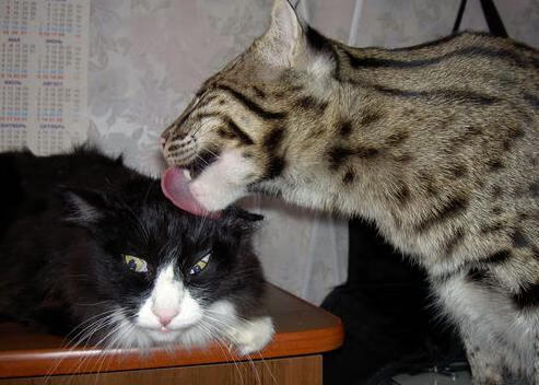 开云官网APP下载-穿越火线 战队新阵容实力强劲，穿越火线所有战队