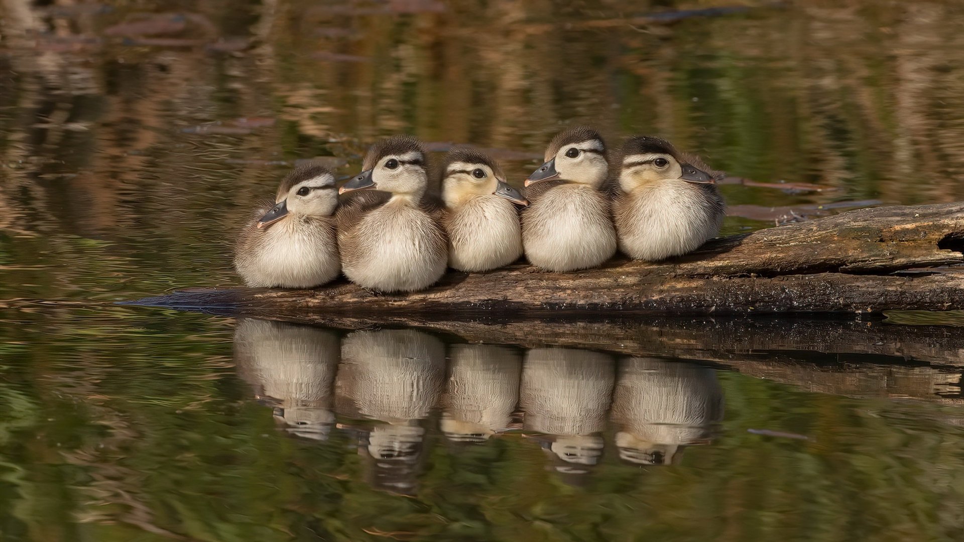 TL战队推出限量版队服,tl战队成员名单