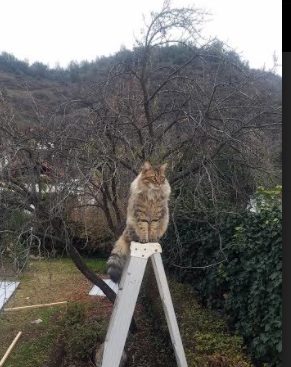 中国足球俱乐部市场化运作成效显著,我国职业足球俱乐部发展现状