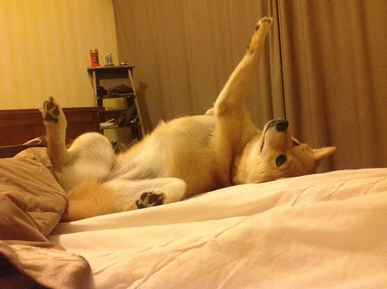 开云kaiyun-中国篮球教练员培养现状，中国篮球教练员有哪些