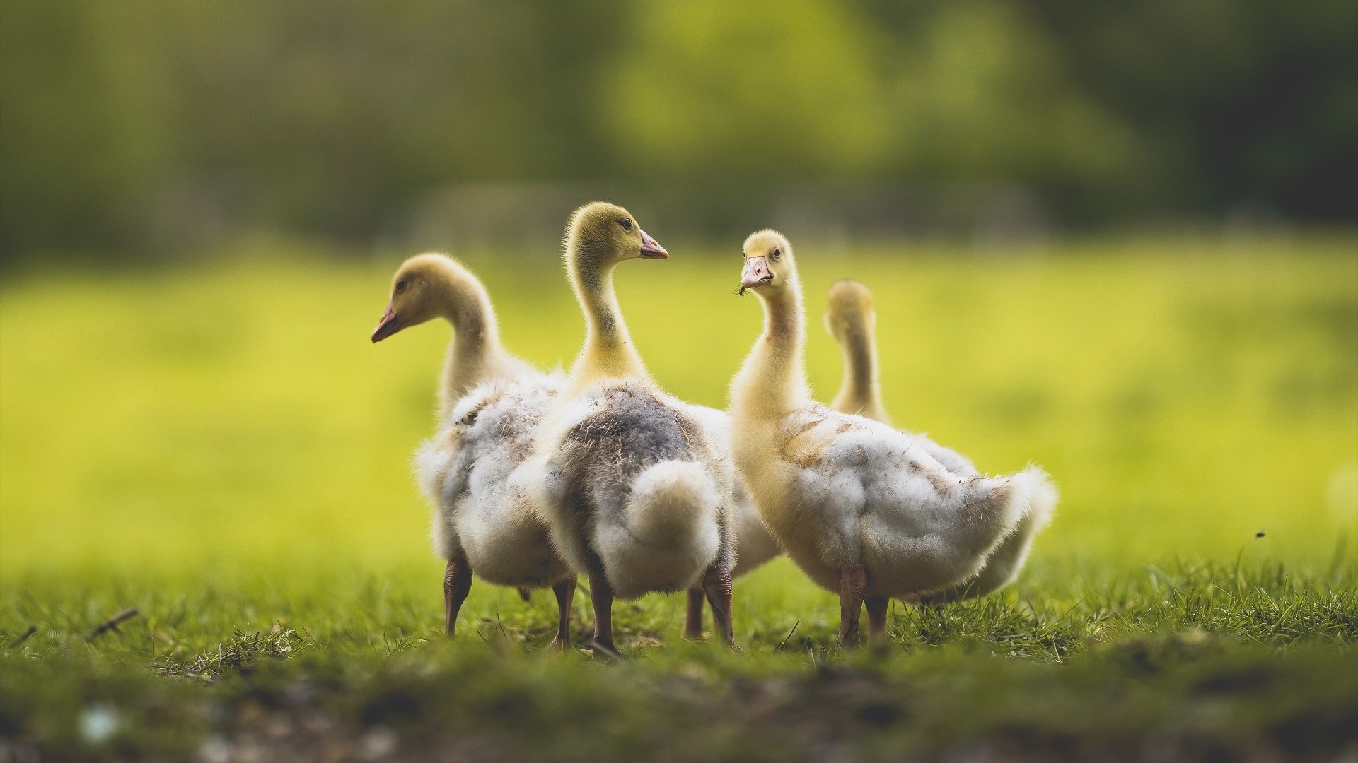 千叶喷射机季初状态回暖，千叶喷气机