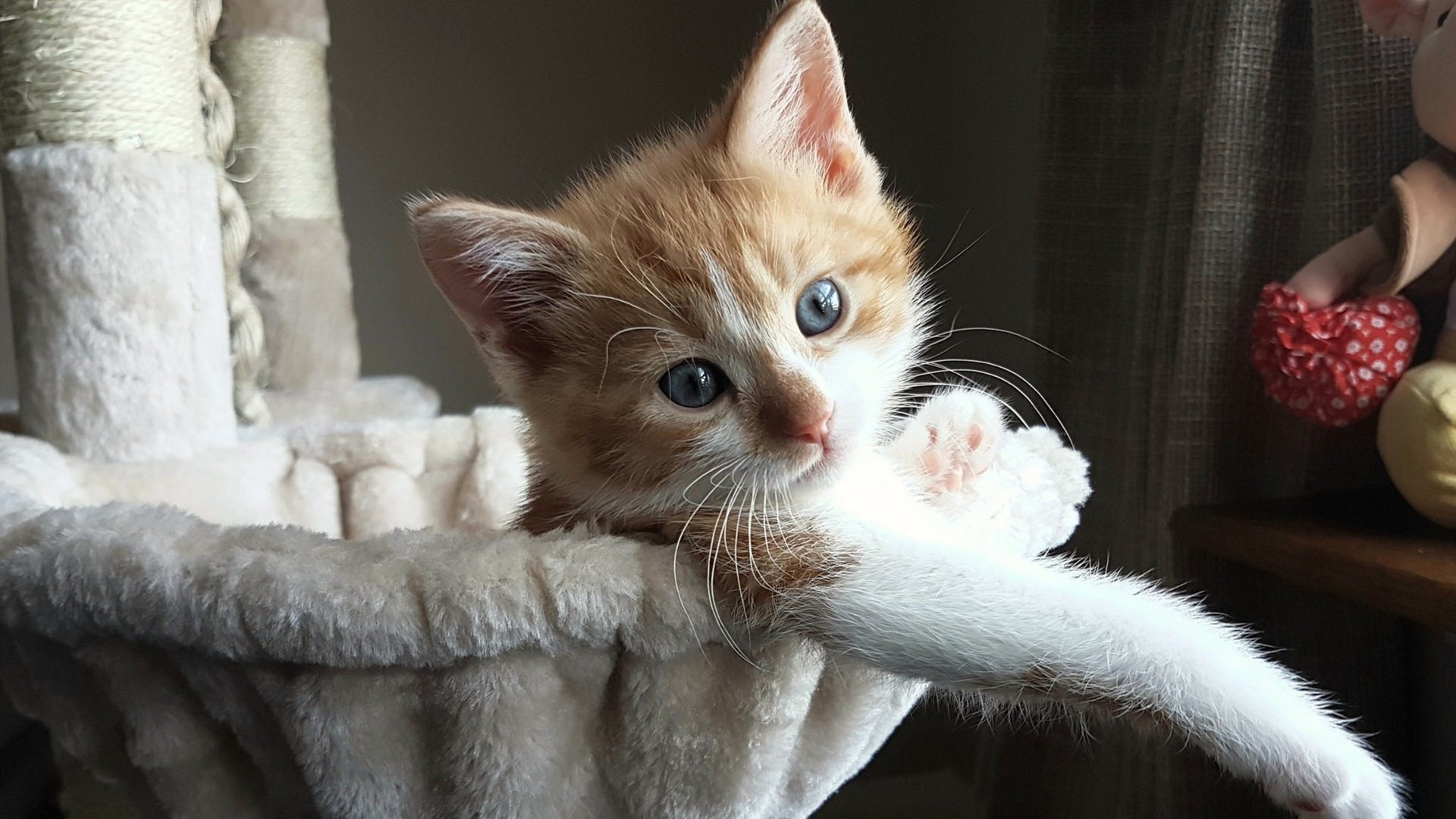 kaiyun网站-墨西哥队争夺中北美区出线席位激烈，墨西哥联赛比赛中断