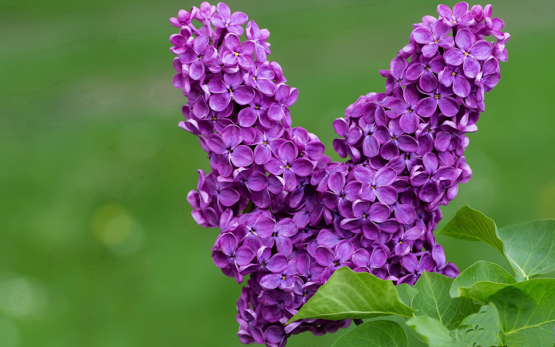 开云官网-帕尔马新援表现出色，球队士气大振，帕尔马球队官网