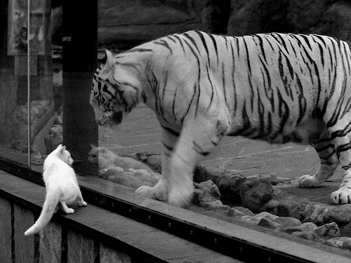 开云官方网页登录-热刺锋线火力全开，白百合期待欧战突破，热刺为什么叫白鹿巷