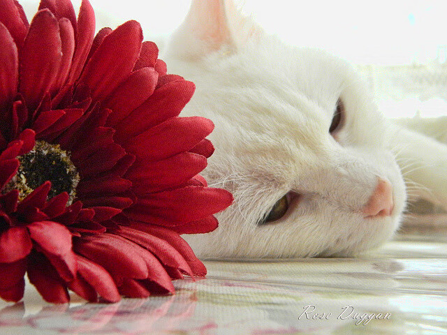 kaiyun中国官方网站-联盟是否应恢复传统全明星赛制，联盟全明星赛什么时候开始