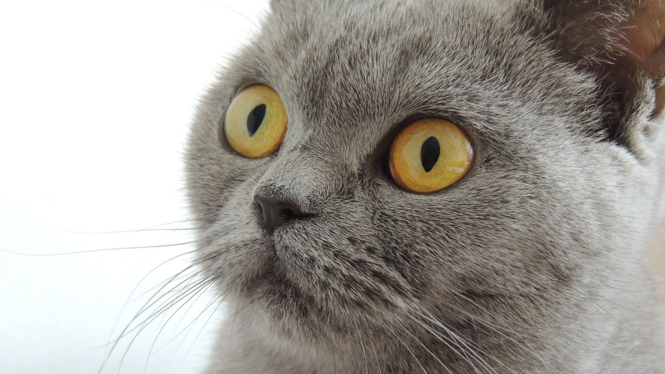 KAIYUNAPP-青岛黄海主场大胜深圳佳兆业，取得宝贵三分，青岛黄海的主场在哪里