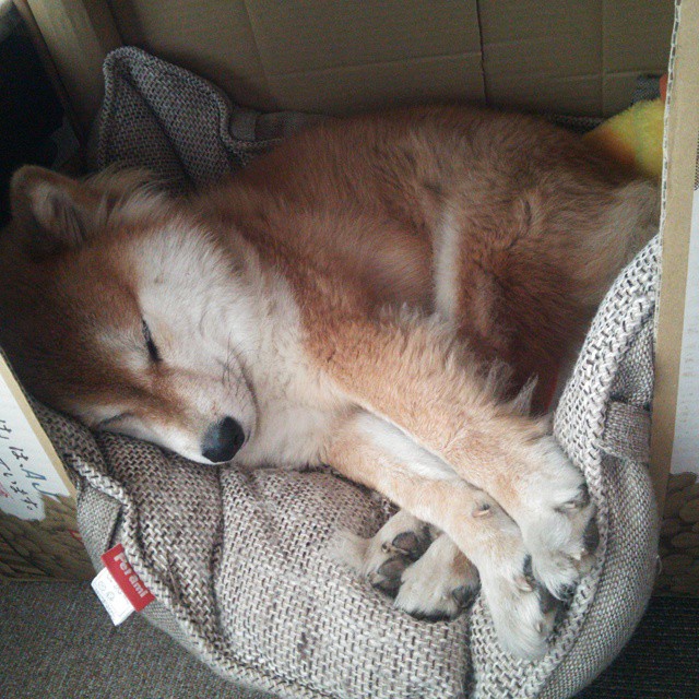 NBA球队战术板智能辅助系统开发与应用,篮球战术板 手机软件