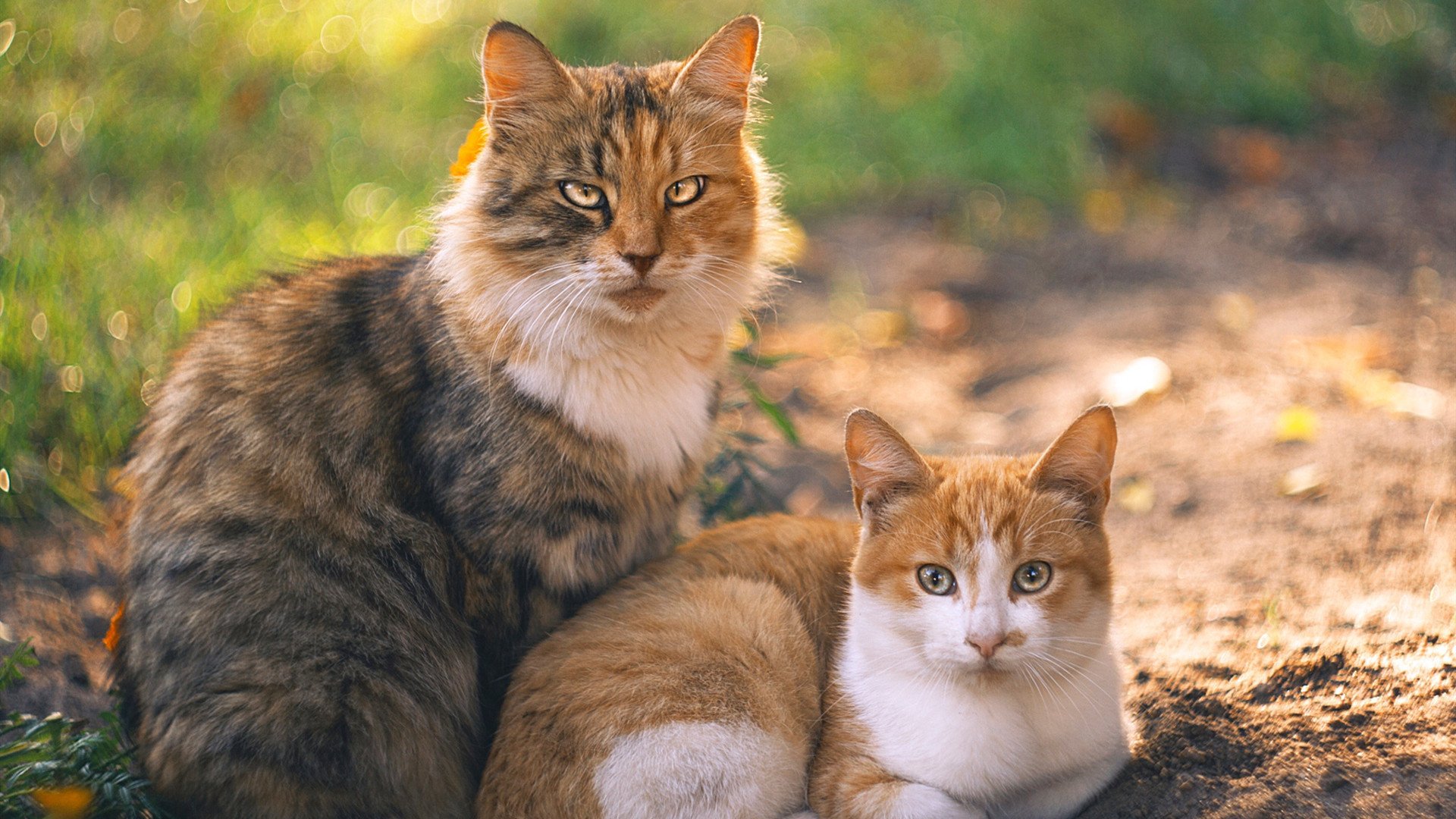 中超球员跑动分布与位置职责重叠率研究,中超联赛球员平均跑动距离