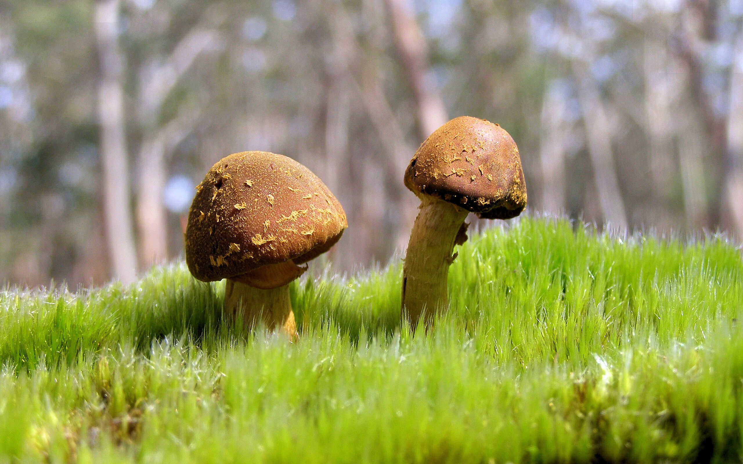 开云中国-林丹观赛评论语出惊人引网友热议，林丹比赛视频汇总大全