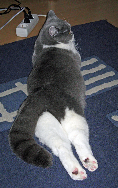 开云官方网页登录-男子篮球青训项目纳入地方重点发展体育规划，篮球青训体系